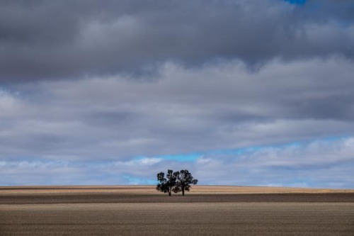 The Wimmera, wheat growing country of western Victoria © Rob Walls 2015